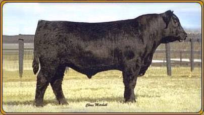 ENTENSE BOB G110