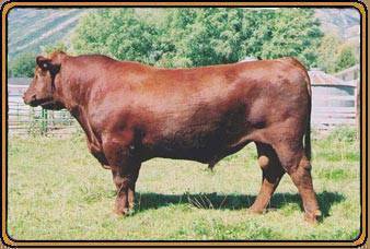 5L Firebrand 1641-8874
