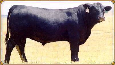 ROYAL RITO INTENSE 622