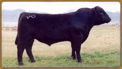 HYLINE KABOSH 0600