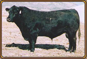 Stevenson Silverado N195
