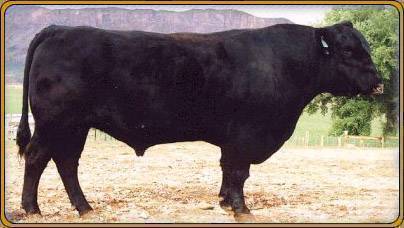 VAR Nacho Supreme 8019