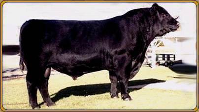 YOUNG DALE BLACK PRINCE 3G