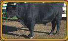 Dexter Bull