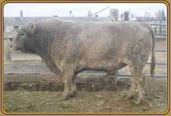 TFI POLLED AFTERSHOCK