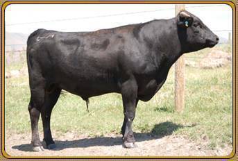TFI POLLED AFTERSHOCK