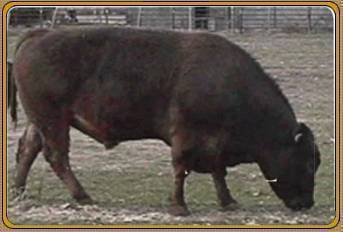 TFI POLLED AFTERSHOCK