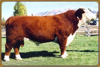 GH NOBLEMAN 38J