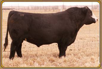 TFI POLLED AFTERSHOCK