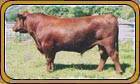 5L Firebrand 1641-8874