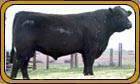 Adams Acres Swiftwater 054