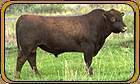 Laddie 505