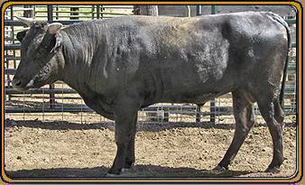 TFI POLLED AFTERSHOCK