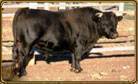 Dexter Bull