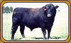 TFI Polled Aftershock