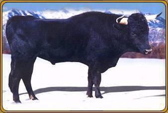 DURANGO