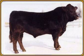 EGL NORTHERN EXPOSURE J171