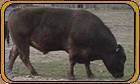 Lindale Jake